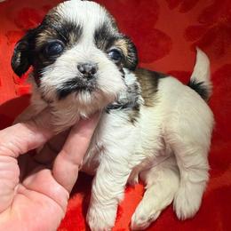 AKC - Honey Champion Bloodline - Tricolor female Shih Tzu puppy in Long Beach, California from Prieto Shih-Tzu's