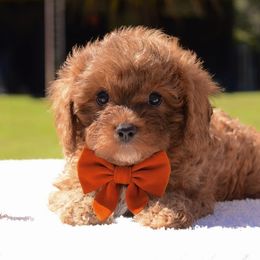Henry - Red male Cavapoo puppy in Theodore, Alabama from Horton & Co. Cavapoos