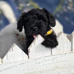 Mimi - Black female Miniature Schnauzer puppy in Howell Township, New Jersey from Kateryna's Miniature Schnauzers