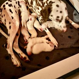 G4 - White and black female Dalmatian puppy in Williamsburg, Ohio from Dewey’s Dals
