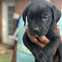 Girl 2 - female Cane Corso puppy in Weimar, Texas from Cane Corso Authority