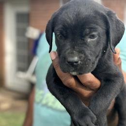 Girl 2 - female Cane Corso puppy in Weimar, Texas from Cane Corso Authority