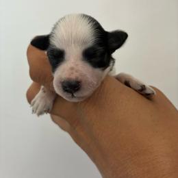 Lyra - Black female Miniature Schnauzer puppy in Hemet, California from Journee Home Mini Schnauzers