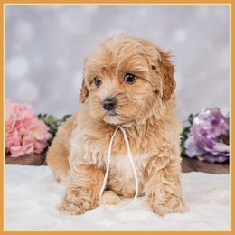 Dottie - Red female Cockapoo puppy in Connersville, Indiana from Deaz Doodle Ranch
