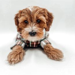 Snickerdoodle - Apricot male Goldendoodle puppy in Hollister, Missouri from Wild Acres Goldendoodles