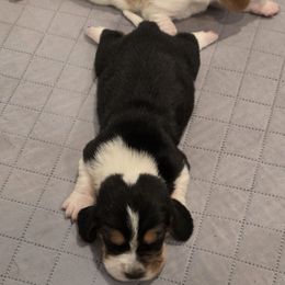 Rosalina - Black white and tan female Basset Hound puppy in Maple Falls, Washington from Flopper Bopper Basset Hounds