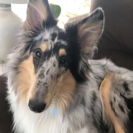 Zoey - Collie