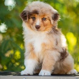 Jen - Red merle female Miniature American Shepherd puppy in Tonopah, Arizona from King's Miniature American Shepherds