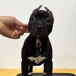 Kali - Black female American Pit Bull Terrier puppy in Nine Mile Falls, Washington from Bartin Kennels