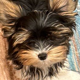 Star of the Show - Black tan and white Biewer Terrier puppy in Lebanon, Oregon from SD99Biewers