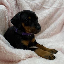 Daphne (Purple Collar) - Black and rust female Doberman Pinscher puppy in Centralia, Missouri from TopSpots Farm