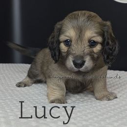 Lucy (7thHeavenLitter) - Cream female Dachshund puppy in Texarkana, Arkansas from Dogwood Acre Dachshunds