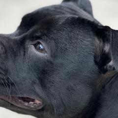 Staffordshire Bull Terriers from GrimLock Staffords