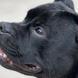 Staffordshire Bull Terriers from GrimLock Staffords