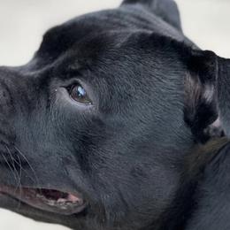 Staffordshire Bull Terriers from GrimLock Staffords