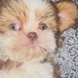 Ace - Red and white male Shih Tzu puppy in Detroit, Michigan from Friends4everkennel LLC