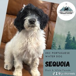 Sequoia - Black and white female Portuguese Water Dog puppy in Weston, Idaho from Gro-T Kennels