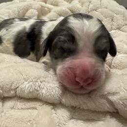 Junie - female Australian Mountain Doodle puppy in Sherrills Ford, North Carolina from Magnolia Grove Farms