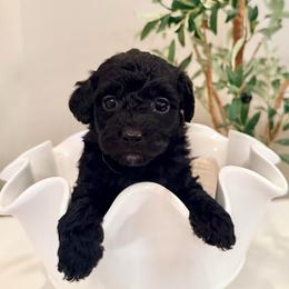 Violet - Black female Labradoodle puppy in Bruceton Mills, West Virginia from Adonai Ra'ah Farms