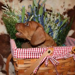 Dachshund Puppies from The Mini Weenies