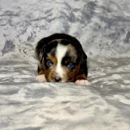 Fanta - Blue merle female Miniature Australian Shepherd puppy in Lincoln, California from Country Dreams Mini Aussies