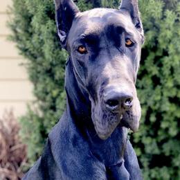 Great Danes from Petrichor Great Dane