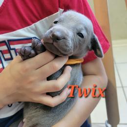 Twix - Blue male Weimaraner puppy in Kingwood, Texas from Desert Rose Weimaraners