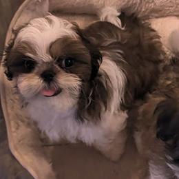 Octavia - Red and white female Shih Tzu puppy in Surprise, Arizona from Arizona Shih Tzu