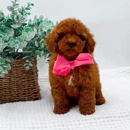 Callie - Red female Cavapoo puppy in North Carolina from NC Doodle Puppies