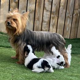 Yorkshire Terrier puppies from Mile High Yorkshire Terriers