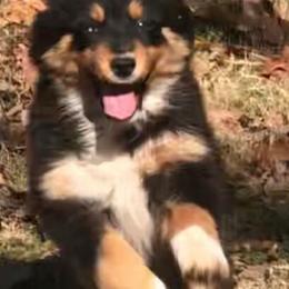Australian Shepherds from Little Hobo Farms