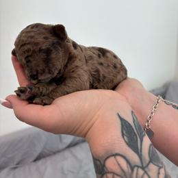 Cranberry - Merle female Goldendoodle puppy in Mesa, Arizona from Schmidt’s Doxies N Doodles