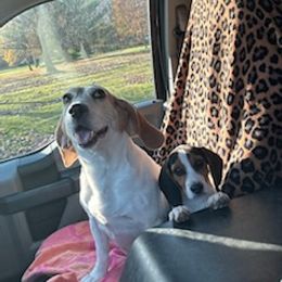 Beagle All Grown Up from Rustic Farm Sporting Beagles