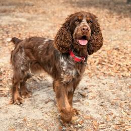 Parker - English Springer Spaniel