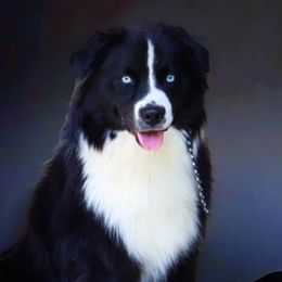 Baloo - Australian Shepherd