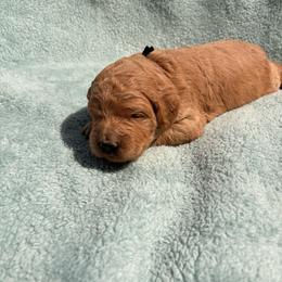Black collar boy - Gold male Labradoodle puppy in Pollock Pines, California from Goindoodles