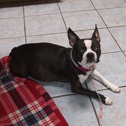 Gurt - Boston Terrier
