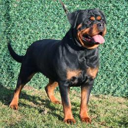 AVA - Black and mahogany female Rottweiler puppy in Lake City, Florida from Haus Der Wut Kennels