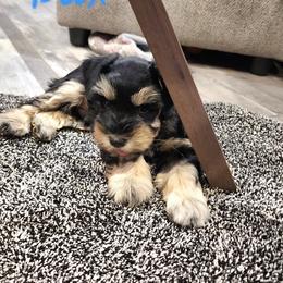 Daxter - Black and silver male Miniature Schnauzer puppy in Brigham, Utah from Onesmallschnauzer