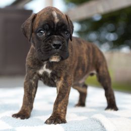 Qadir - Brindle male Boxer puppy in Warsaw, New York from Hillview Kennels