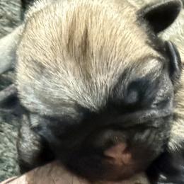 Pug puppies from Pug Puppies of Boston
