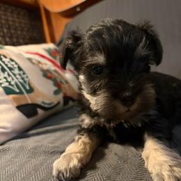 Boy Blue Collar - Black and silver male Miniature Schnauzer puppy in Prescott, Washington from Winona Schnauzers
