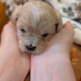 Molly - Cream female Maltipoo puppy in Boston, Kentucky from MountCarmelPuppies