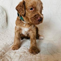 Green - male Golden Mountain Doodle puppy in Leander, Texas from Olive Grove Doodles