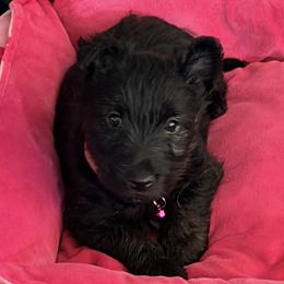 Poodles and Scottish Terriers from Schrute Farms Canine Clan