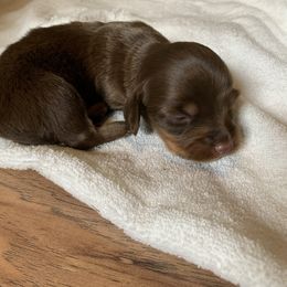 Dachshund Puppies from L & A Dachshunds