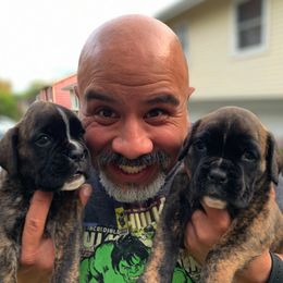 Boxer Puppies from Alfabox Boxers