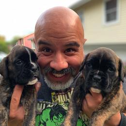 Boxer Puppies from Alfabox Boxers