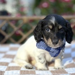 Cheddar - Piebald male Dachshund puppy in Duncanville, Alabama from Bear Creek