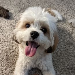 Cavachons and Cavalier King Charles Spaniels from Citrus Blue Farms